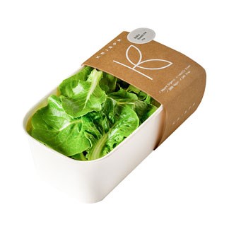 Baby Romaine