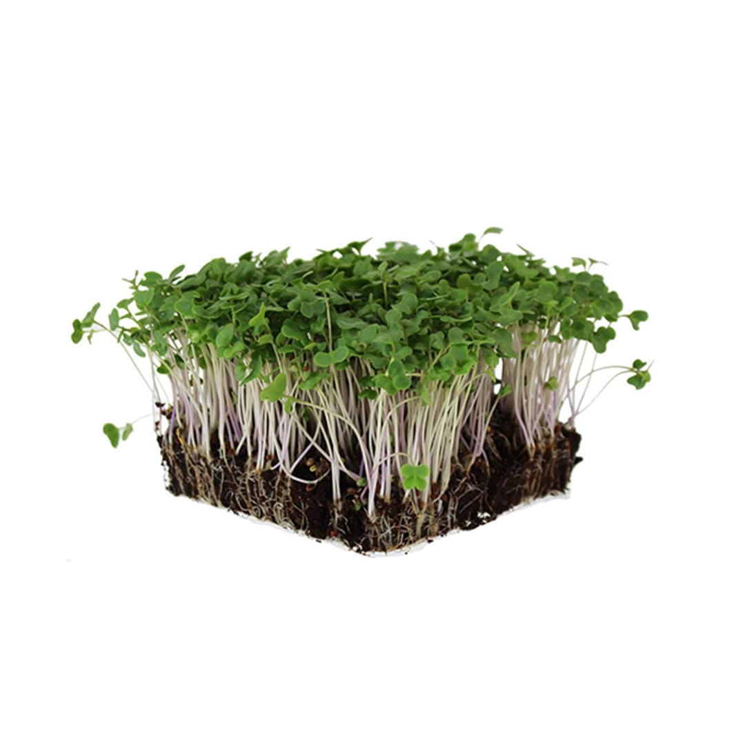 Micro Greens